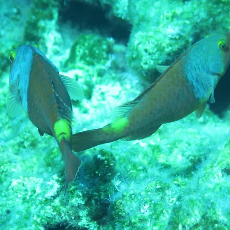 Karpathos Menetaí
